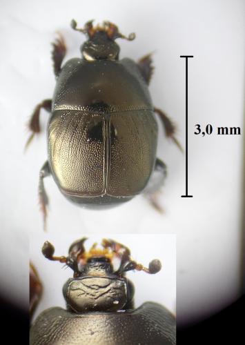 Hypocaccus brasiliensis